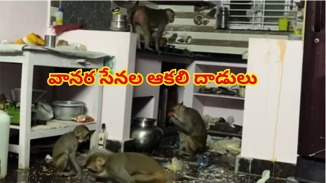 ఇంట్లో కోతుల కిష్కిందకాండ.. బయట వీధి కుక్కల స్వైర విహారం! నగర జనం బెంబేలు