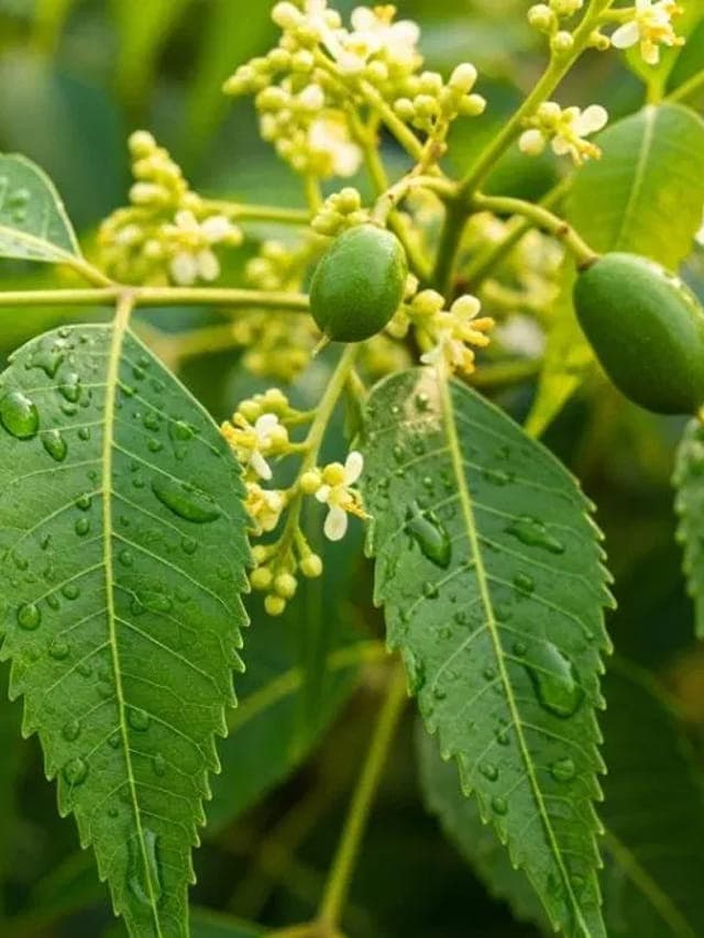 ఈ ఆకుల రసం తాగితే మీ పొట్ట, పేగులు మొత్తం క్లీన్
