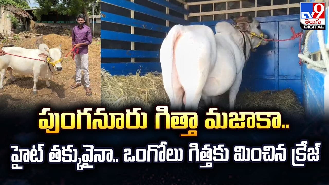పుంగనూరు గిత్తా మజాకా.. హైట్ తక్కువైనా..ఒంగోలు గిత్తకు మించిన క్రేజ్