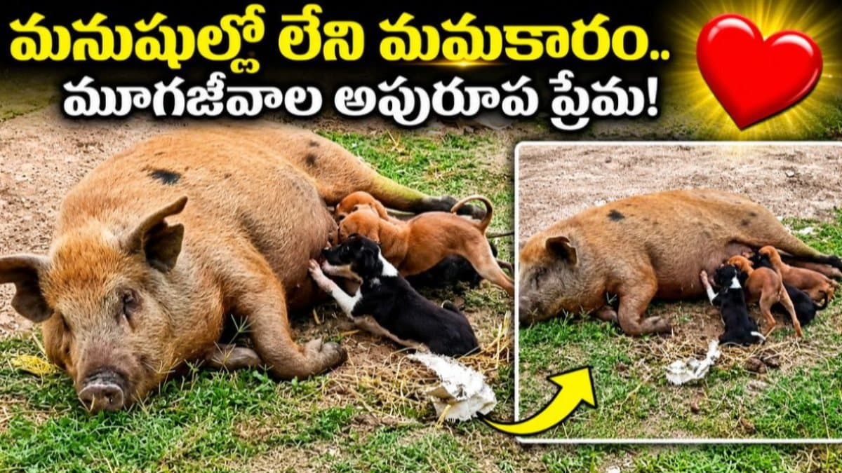 జాతి వైరం మరిచింది.. అనాథ కుక్కపిల్లలకు అమ్మగా మారింది