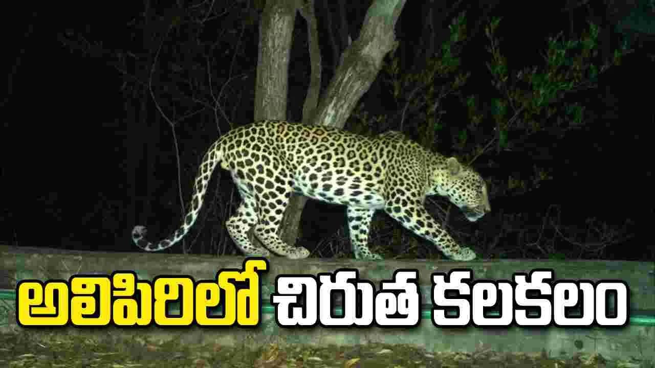 అలిపిరి కాలినడక మార్గంలో చిరుత కలకలం.. భయాందోళనలో భక్తులు
