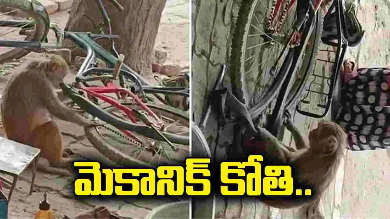 మెకానిక్ కోతి.. సైకిల్ కు ఎలా పంక్చర్ వేస్తోందో చూడండి