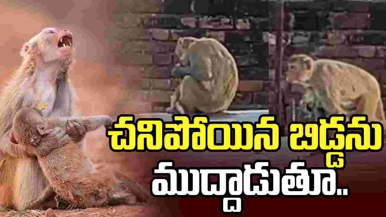 కంటతడి పెట్టిస్తున్న తల్లి కోతి వీడియో.. చనిపోయిన బిడ్డను పట్టుకుని
