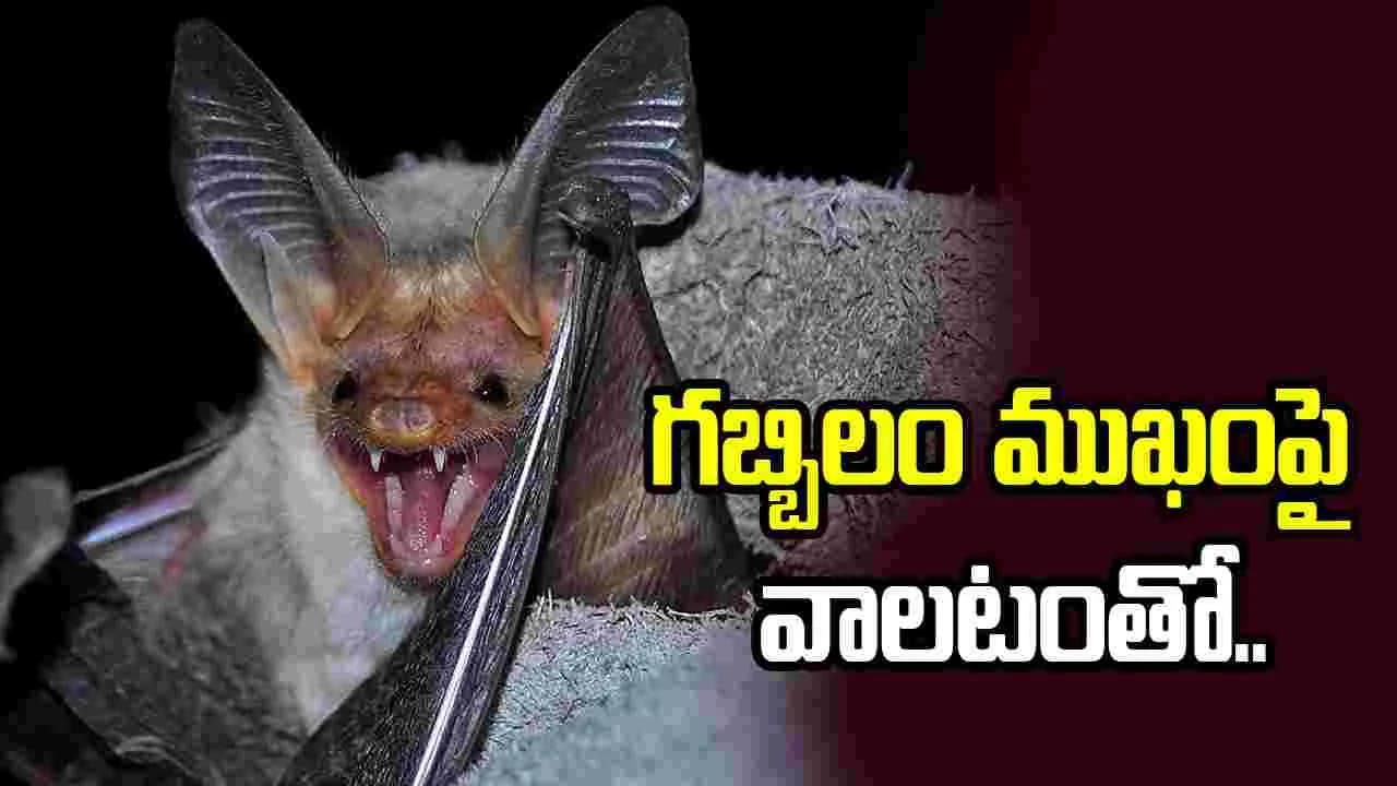 బాలుడి ప్రాణం తీసిన గబ్బిలం.. ముఖంపై వాలటంతో