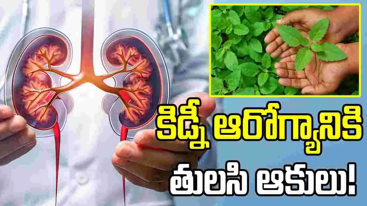 తులసి ఆకులు నమిలితే కిడ్నీ స్టోన్స్ కరిగిపోతాయా