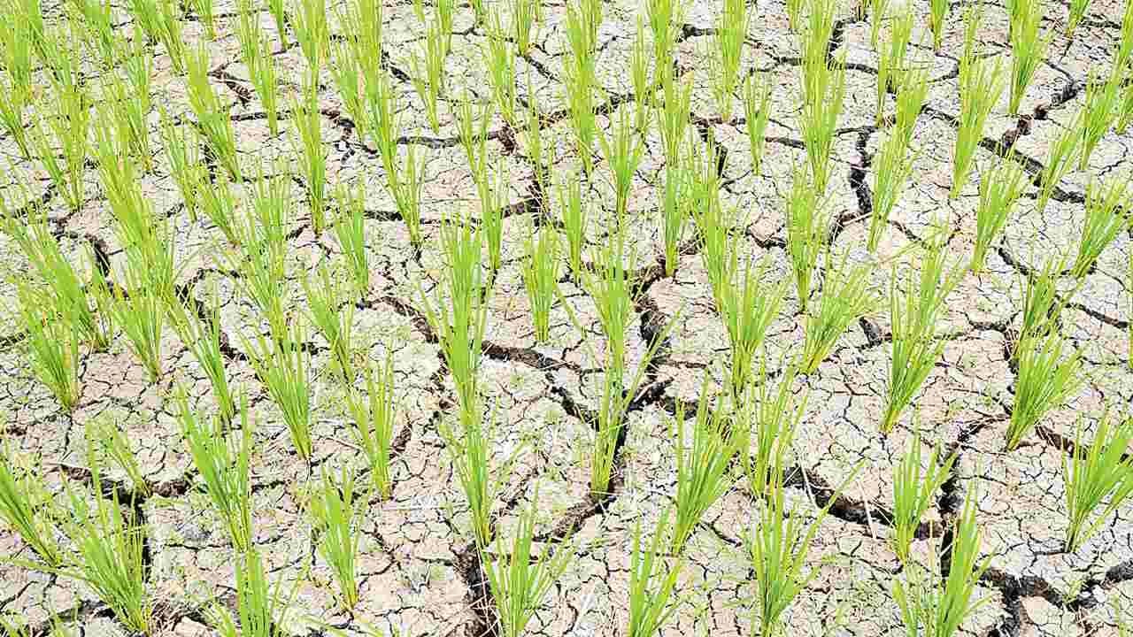 తీవ్ర వర్షాభావం