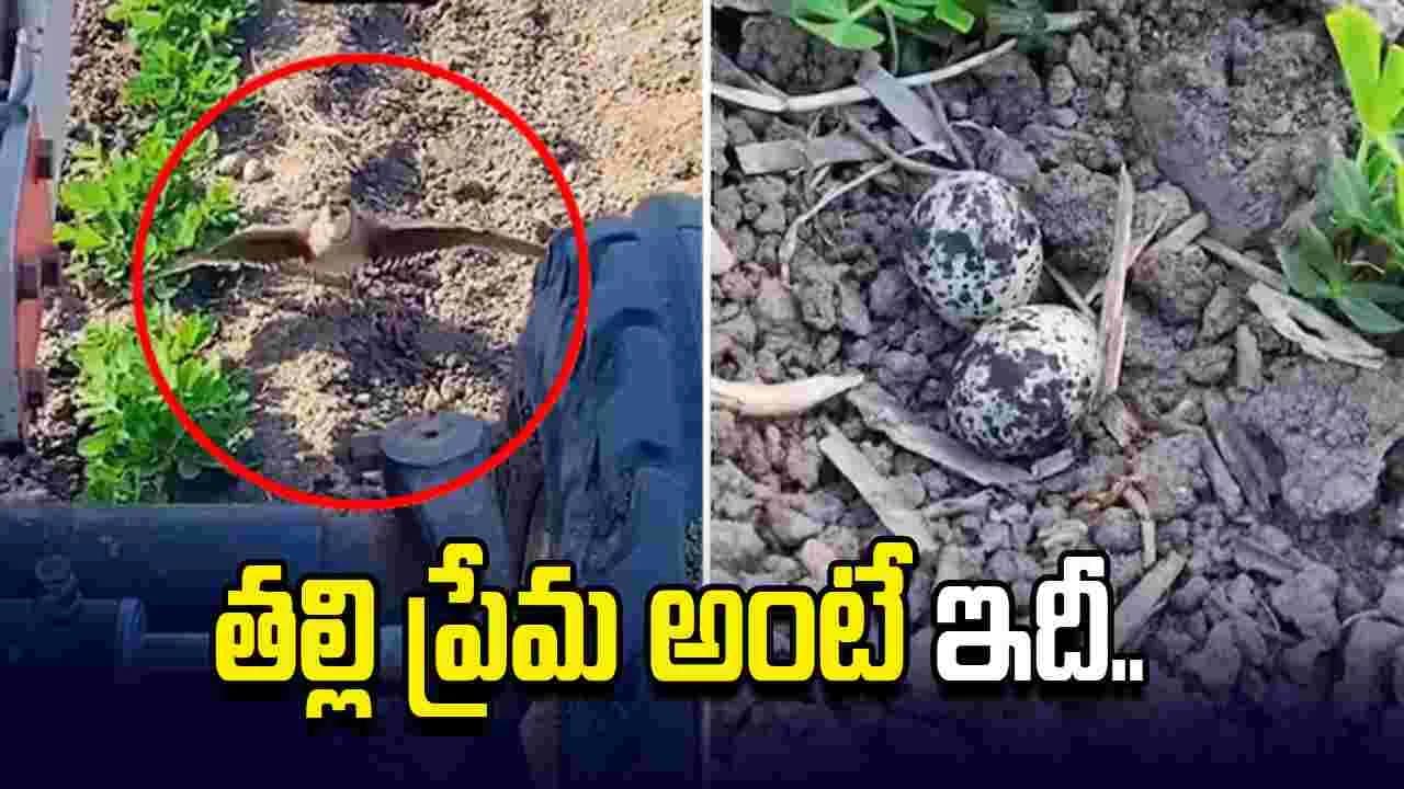 పిల్లల కోసం ట్రాక్టర్ కు ఎదురు నిలిచిన పక్షి.. వైరల్ వీడియోకు ఫిదా అవుతున్న నెటిజన్లు