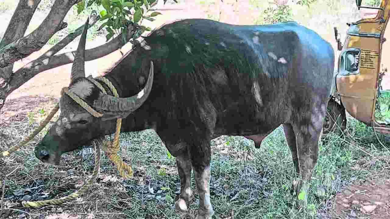 అనగనగా ఓ దేవర దున్నపోతు