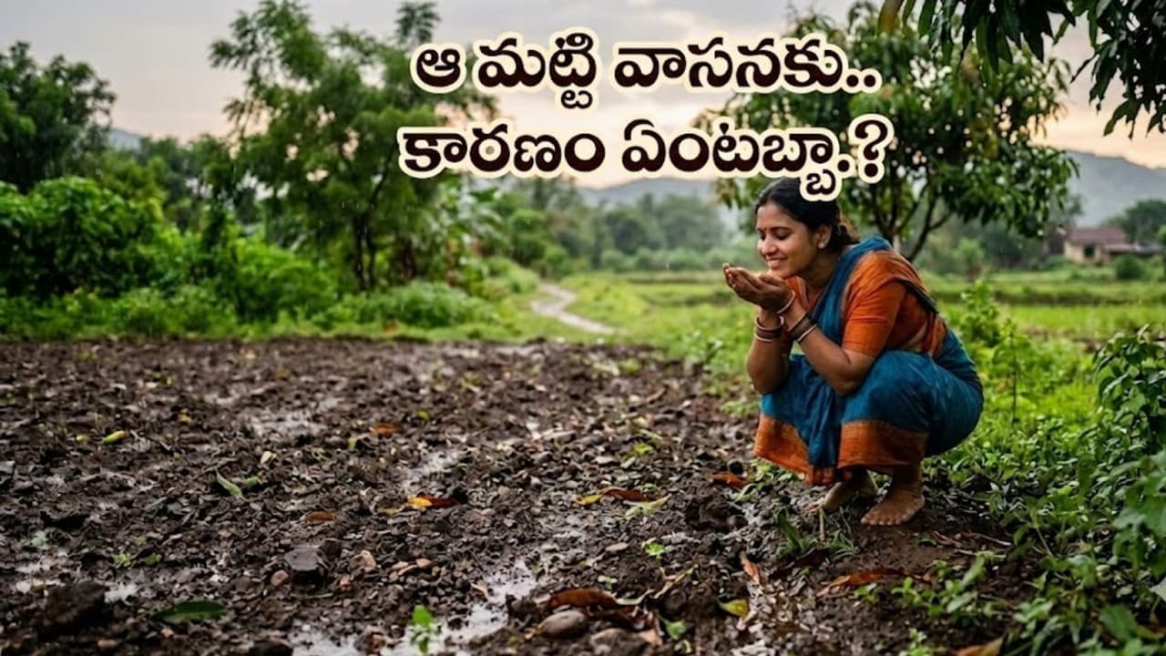 వ ర్షం ప డ గానే క మ్మ టి వాస న ఎందుకు వ స్తుంది.? రీజ