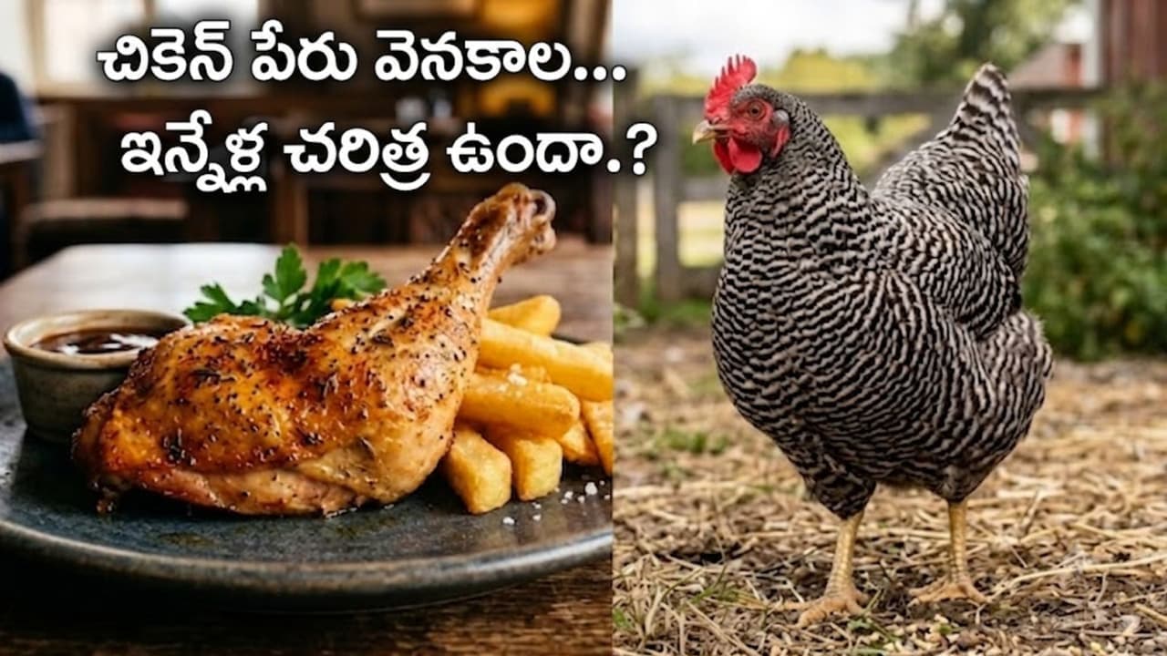 చికెన్ పేద ల ఆహారమా.? కోడి మాంసానికి అస లీ పేరు ఎలా వ చ్చిందంటే