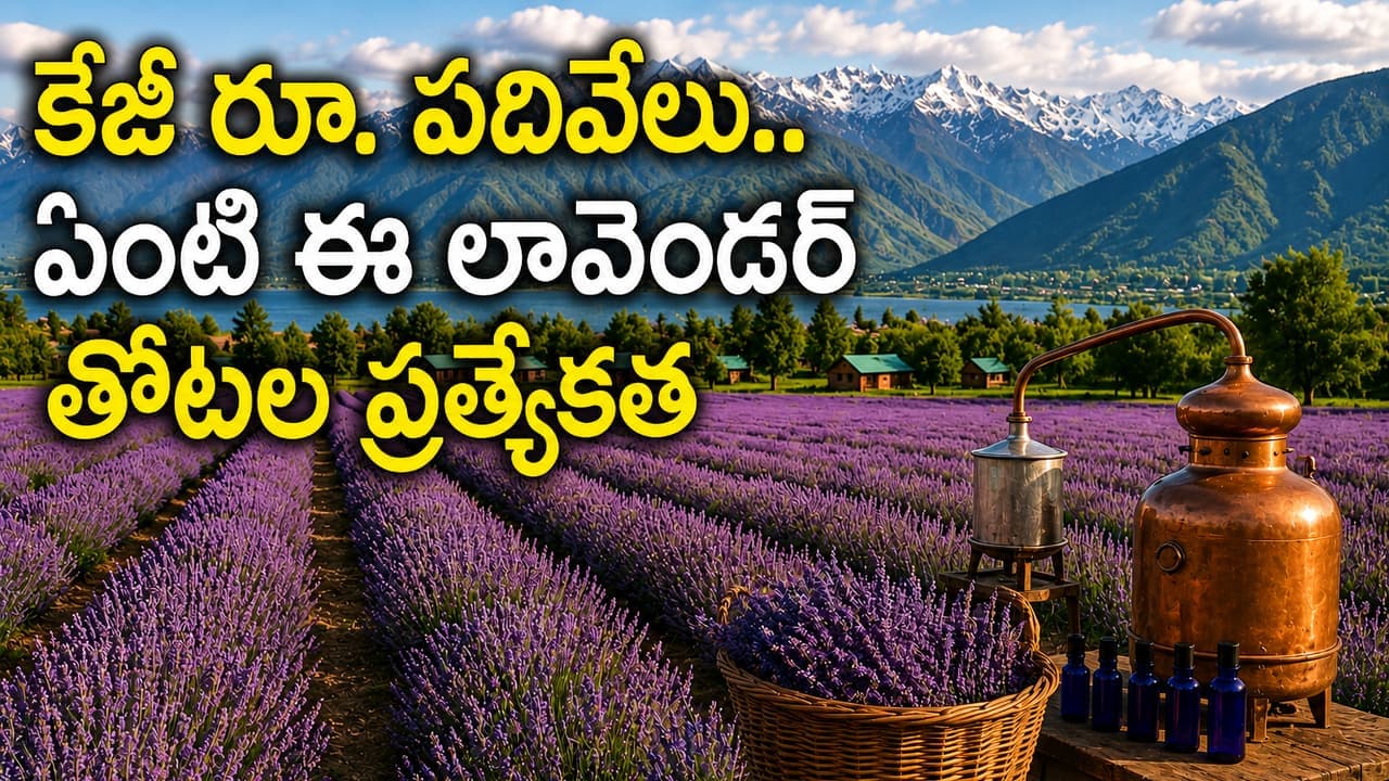 తక్కువ పెట్టుబడితో అధిక లాభాలు, పర్పుల్ ఆకులు కేజీ రూ.పదివేలు .. రైతుల పంట పండినట్లే