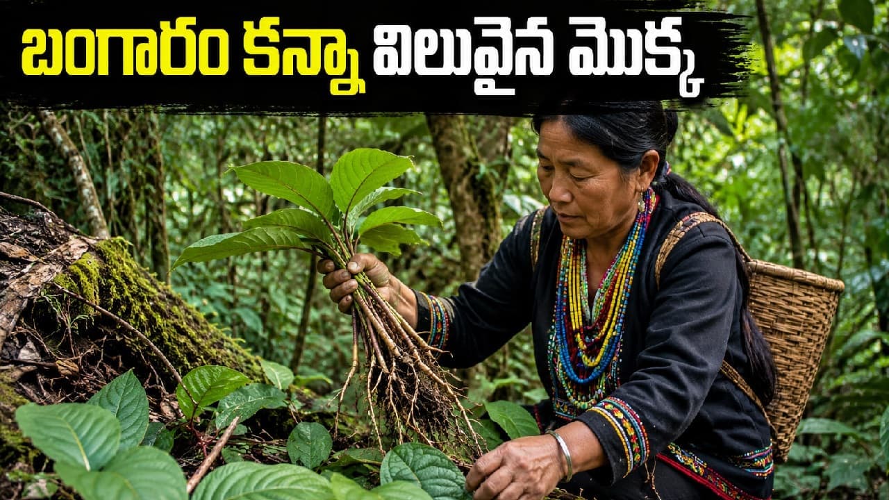 బంగారం కన్నా ఖరీదైన మొక్క.. దీని ఆకులతోనే కోట్ల వ్యాపారం, మనదేశంలోనే దొరుకుతుంది