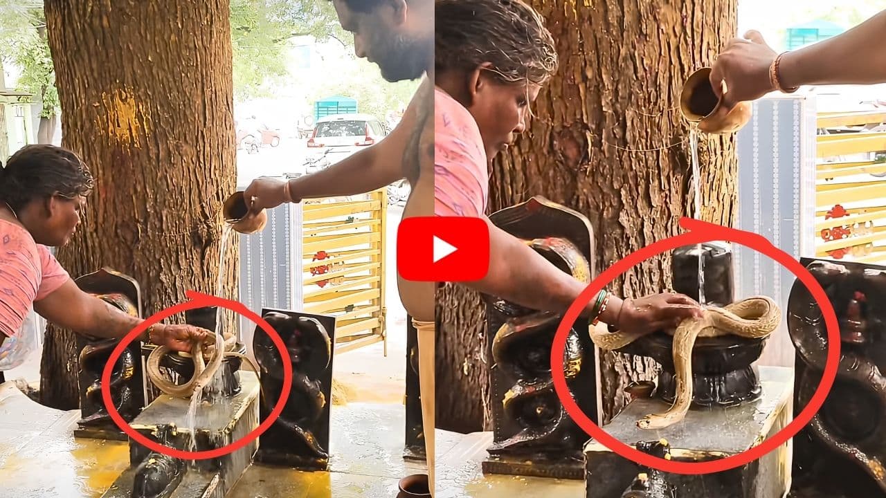 శివలింగంపై కోబ్రా.. ప్రాణాలకు తెగించి అభిషేకం చేసిన మహిళ.. వీడియో