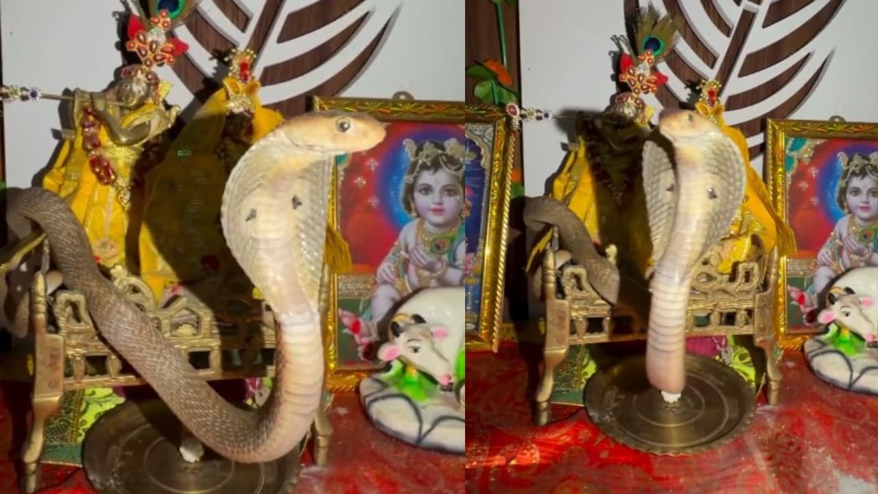 వావ్ అద్బుతం.. పూజ గదిలో కృష్ణుడి విగ్రహం ముందు పడగ విప్పిన నాగుపాము.. అరుదైన వీడియో