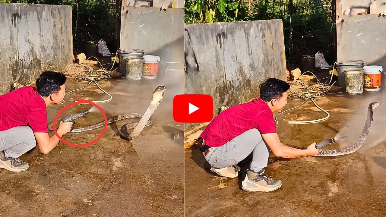 వాటర్ గన్ తో కోబ్రాకు స్నానం.. వామ్మో ఓ సారి వీడియో చూడండి