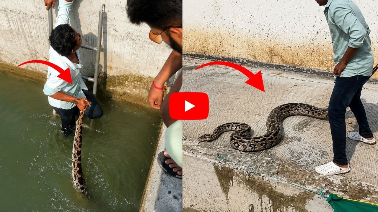 నీటి గుంతలో 13 అడుగుల కొండచిలువ.. గుండెలు దడదడలాడించే రెస్క్యూ వీడియో