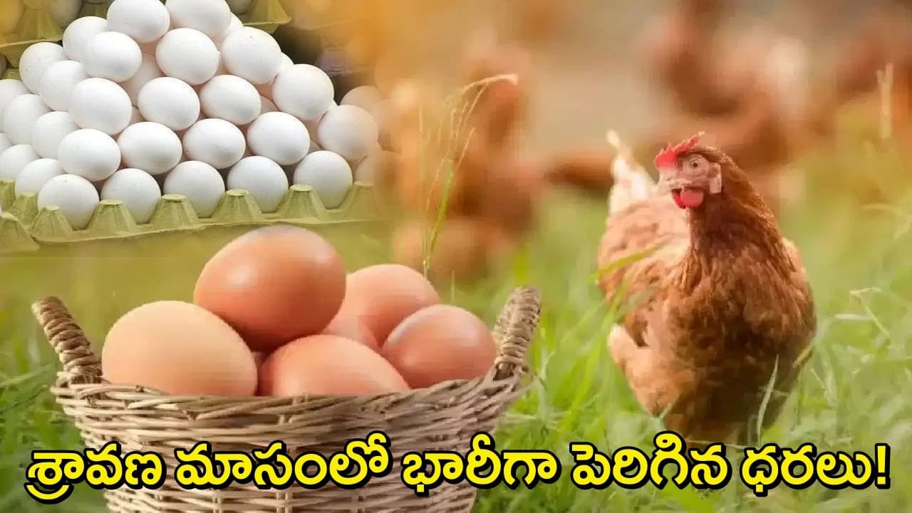 శ్రావణ మాసం ఎఫెక్ట్.. భారీగా పడిపోయిన చికెన్, కోడిగుడ్ల ధరలు..ఇప్పుడు ఎలా అమ్ముతున్నారంటే