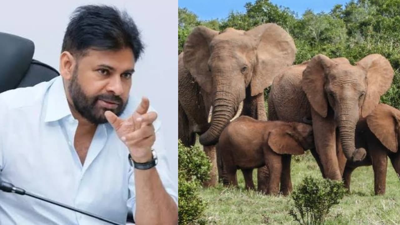 చంద్రగిరి సమీపంలో ఏనుగుల సంచారం.. రంగంలోకి దిగిన పవన్ కళ్యాణ్.. అధికారులకు కీలక ఆదేశాలు