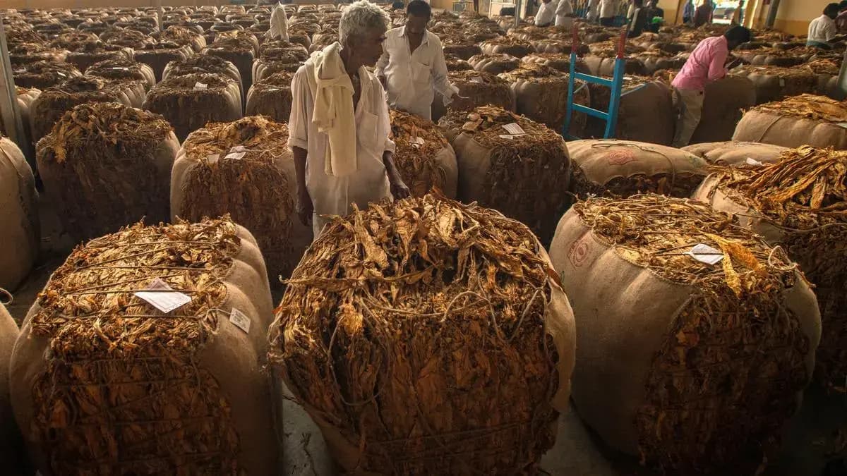 కిలో పొగాకు రూ.200కు తగ్గకూడదు