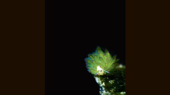 The Odd Squad On World Environment Day Meet The Strangest Species Around Us