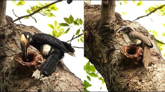 Wildbuzz Foster Mum As A Cradle Killer