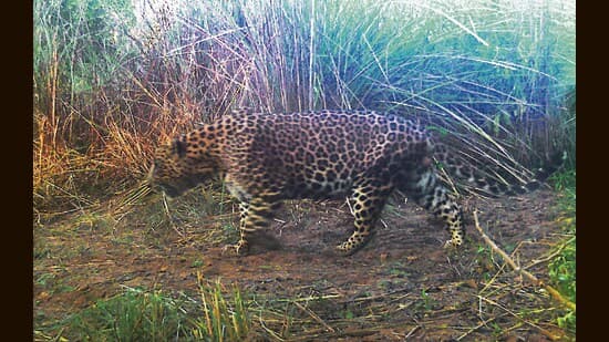 Wildbuzz Confusion Of The Two Sukhnas