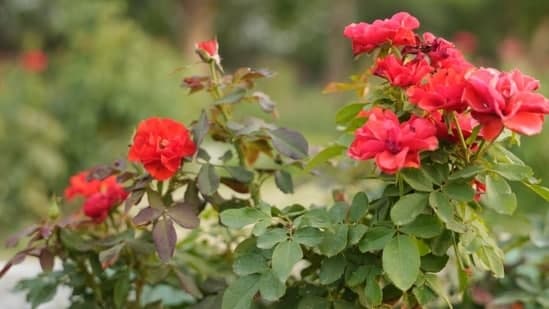 Lucknows Rose Garden Defies 40 C Heatwave To Bloom In Style