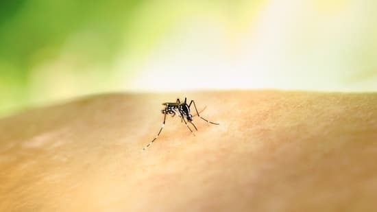 Doctor Explains Why Chronic Conditions Like Diabetes Hypertension And Obesity Increase The Risk Of Severe Dengue