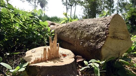 Delhi Hc Stays Tree Felling Exemption Raps Forest Dept For Contempt