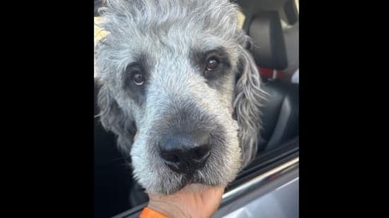 Lapd Dog Shooting Jamesons Family Claims He Wasn T Aggressive Was Simply Moving Toward The Officer