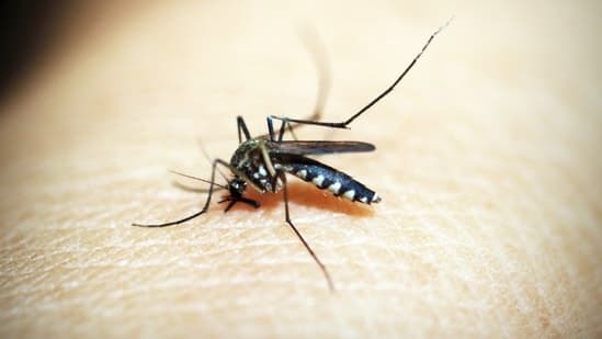 Why Does Mosquito Bite Cause Greater Swelling And Redness On The Skin In Some People Doctor Explains