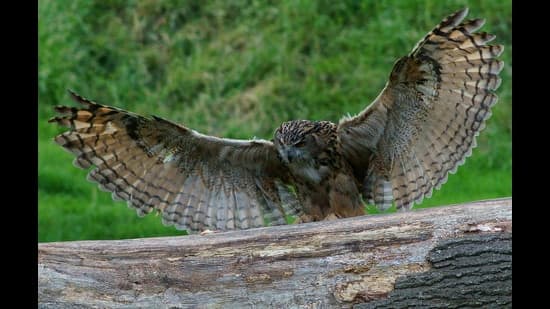 Capital Letters Lore About Eagles Swallows How The Turkey Got Its Name