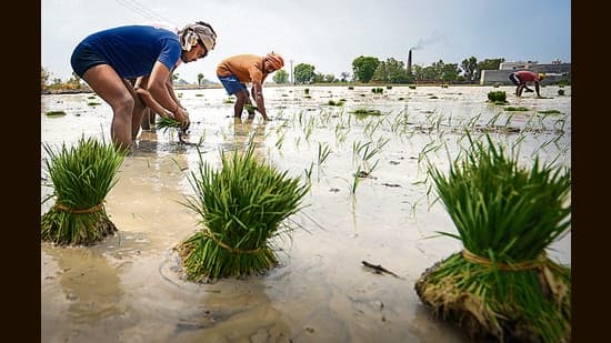Late Monsoon Weak June Rain Amid Paddy Season Threaten Punjab S Groundwater