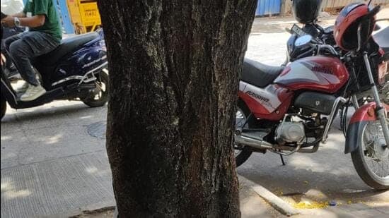 As Monsoon Raises Tree Fall Fears Residents Geo Tag Vulnerable Trees Ahead Of Bmc Survey