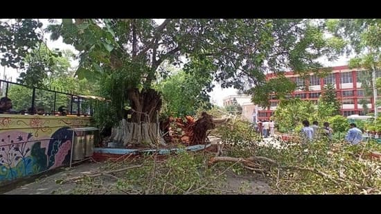 Chandigarh Scales Back Plantation Target To 4 19 L Saplings Puts Survival Rate Under Lens