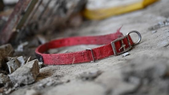 117 Dog Remains Found At California No Kill Shelter Many With Gunshot Wounds