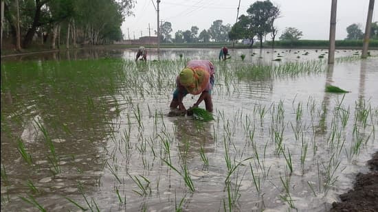 Delayed Monsoon Slows Down Paddy Transplantation In Haryana