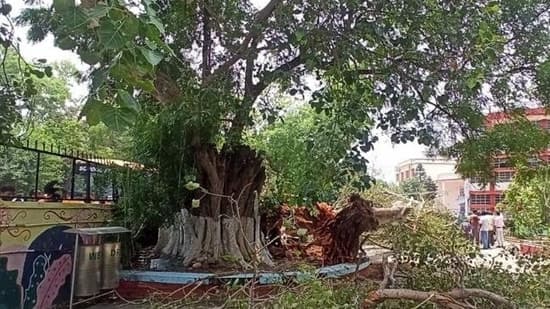 11 Year Old Killed 4 Injured As Peepal Tree Falls On School Van In Mumbai