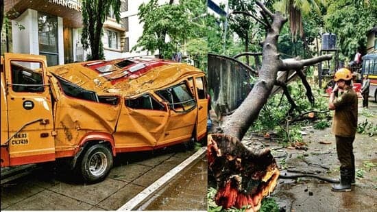 Spot A Wobbly Tree How Where To Report