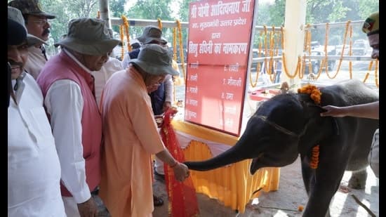 Dudhwas Favourite Baby Bhawani To Be Shifted To Gkp
