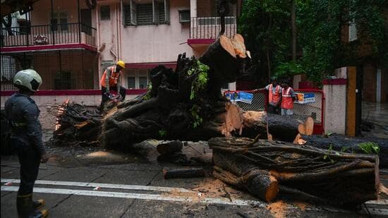 Infra Construction Firms Bag 42 24 Cr Contracts To Protect Trees