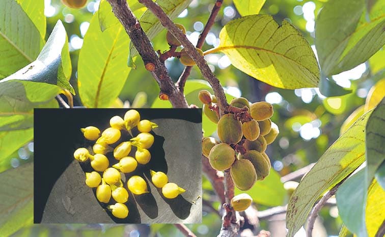ఇప్ప పండు..'తో బోలెడు ఉపయోగాలు