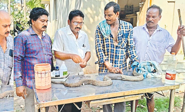 ఆపరేషన్ టేబుల్ పేషెంట్ .. నాగుపాము