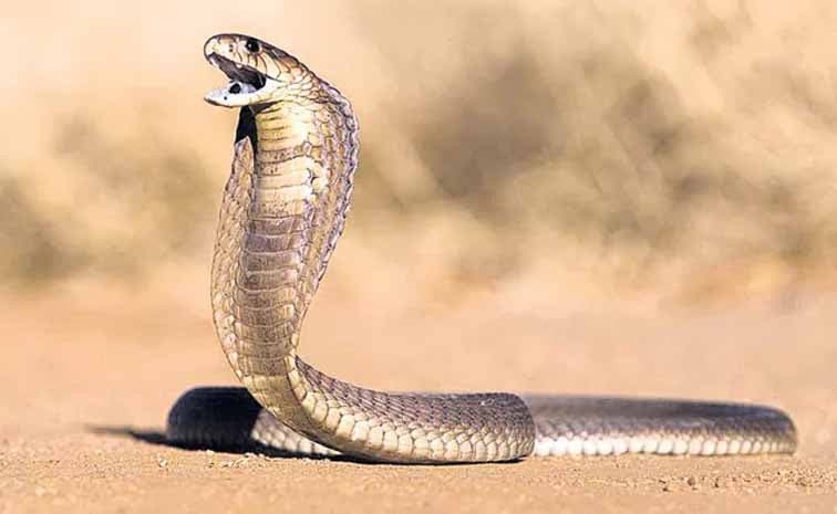 పాముకాటుకు గురైన యువతి మృతి