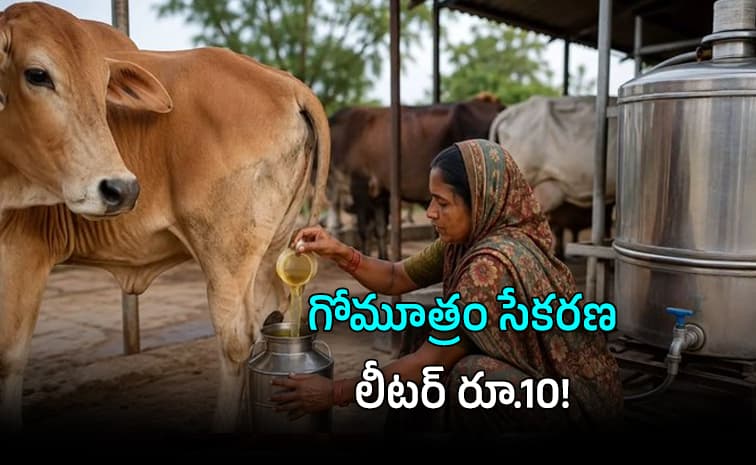 యూపీ ప్రభుత్వం గోమూత్రం కొనుగోలు